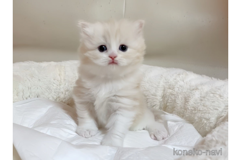 成約済の愛媛県のスコティッシュフォールド-79640の4枚目